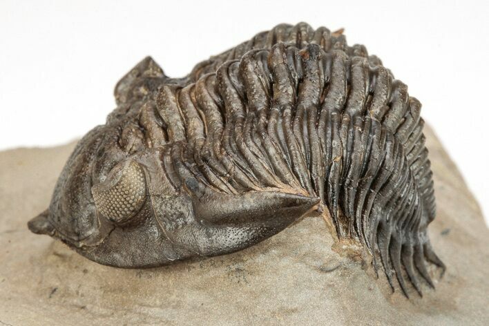 Trilobite (Metacanthina maderensis) - Issoumour, Morocco #209814